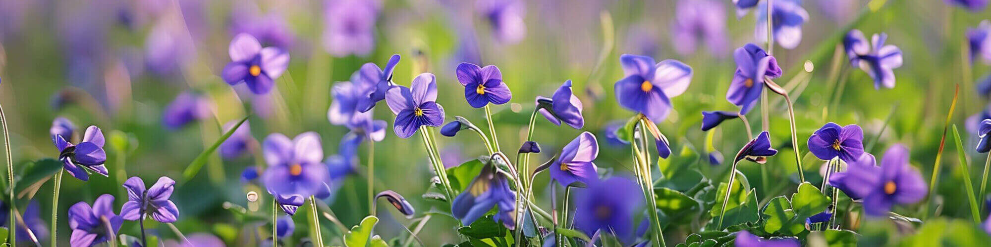 Parfémy s vůní fialky Parfémy s vůní fialky