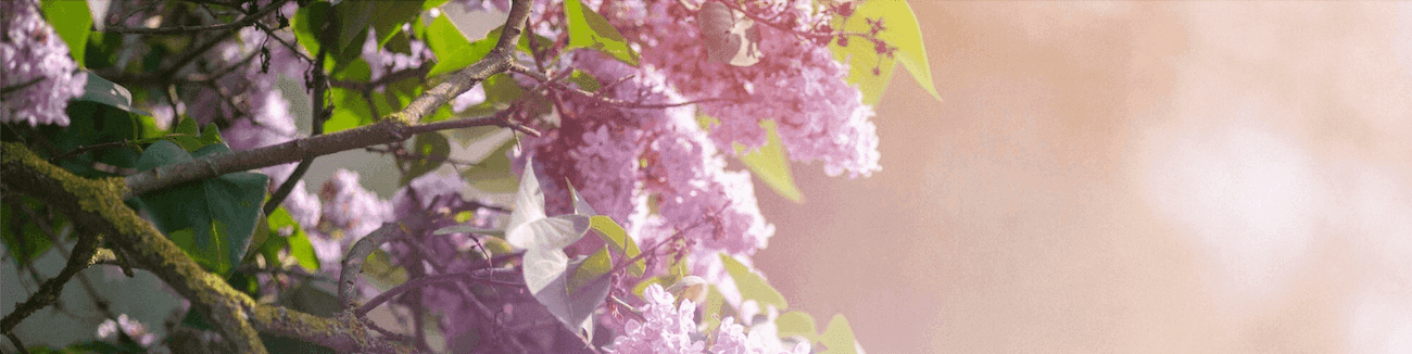 Parfémy s vůní šeříku Parfémy s vůní šeříku